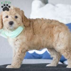 Mia, Golden Mountain Doodle Puppy